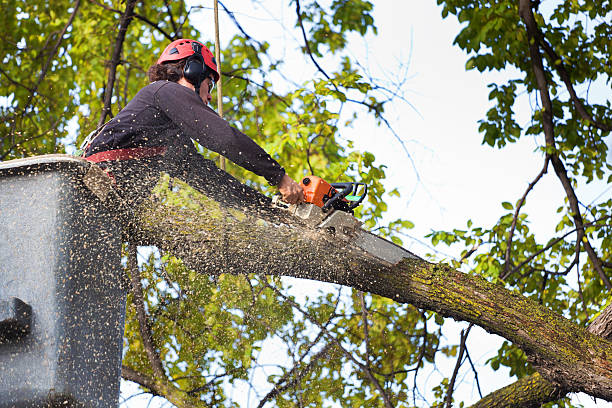 Dead Tree Removal in Camden, AL